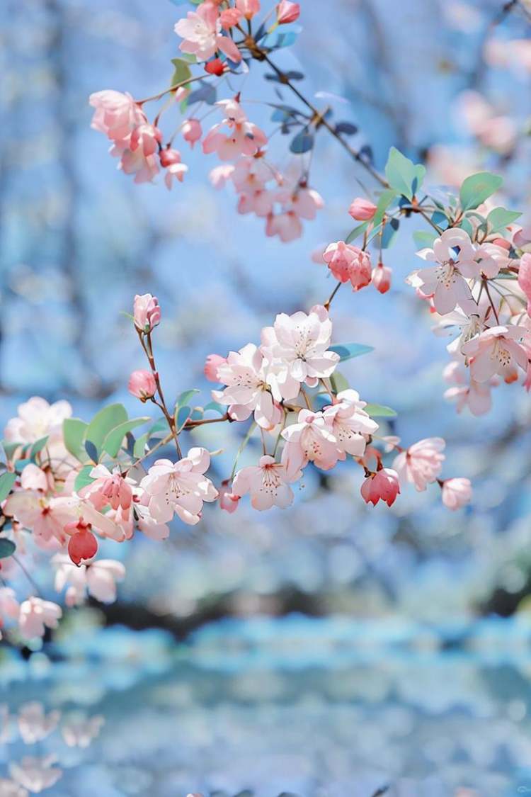 【海棠梦Crabapple flowers】春日花Spring flower by 馆青 on Tensor.Art