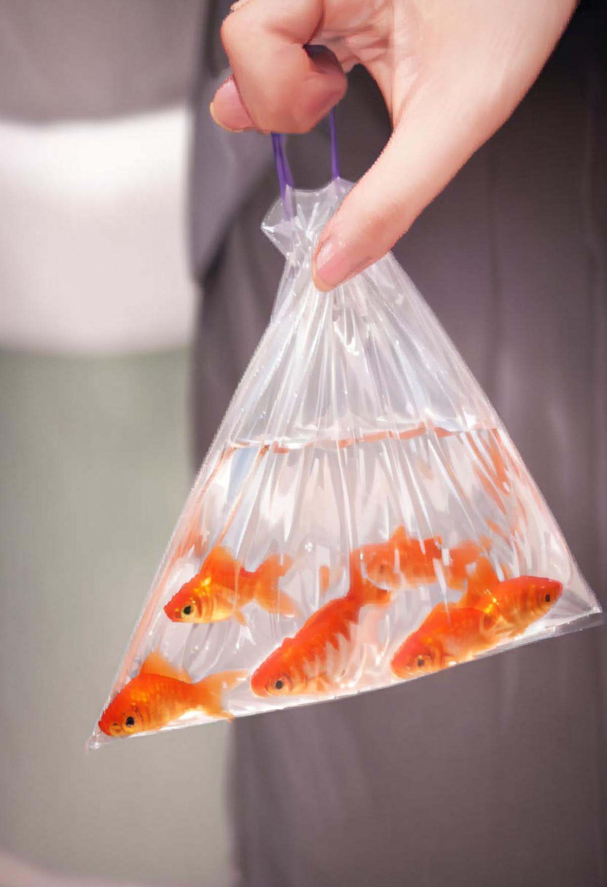 masterpiece, best quality, very aesthetic, absurdres,kingyofukuro, bagged fish, fish, goldfish, bag, holding, fingernails, close-up,  <lora:kingyo_fukuro_SDXL_V1:0.8>