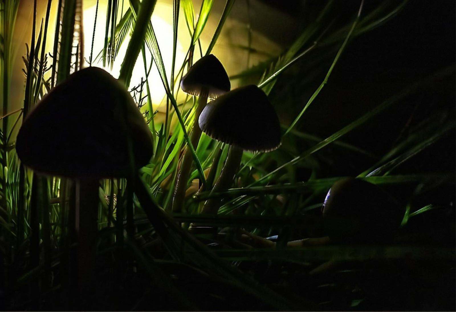 dark-grasshrooms,  aliens in a field,  picking mushrooms on Tensor.Art