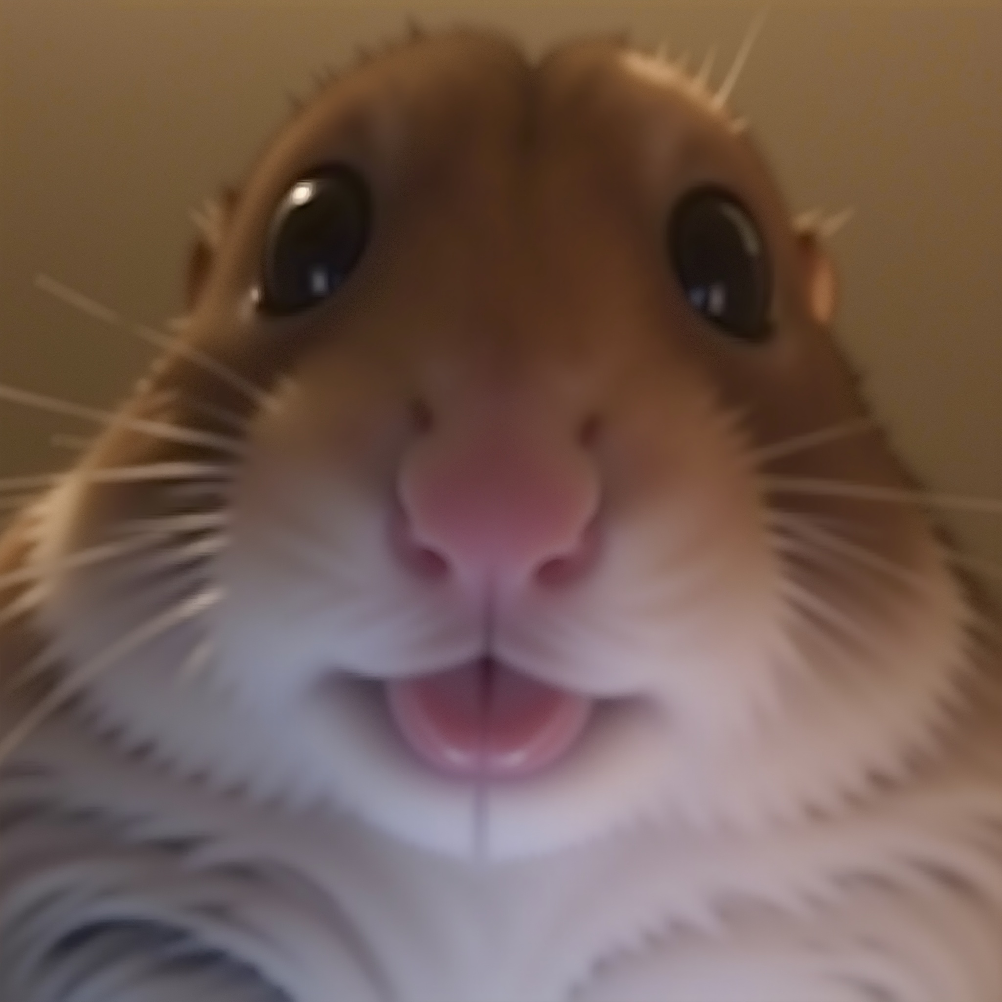 chibiflux_v101, | hamster staring at you through a webcam, 