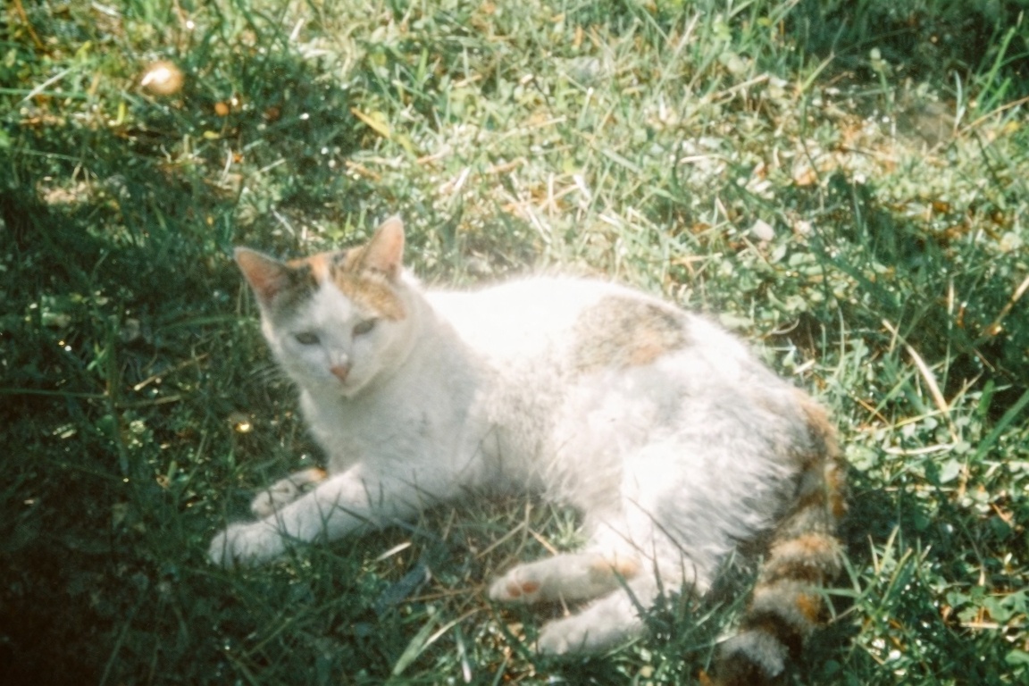 retrodigicam,  A dreamy digicam-style photo taken from above,  capturing a small cat resting on sunlit grass. nostalgic fe...