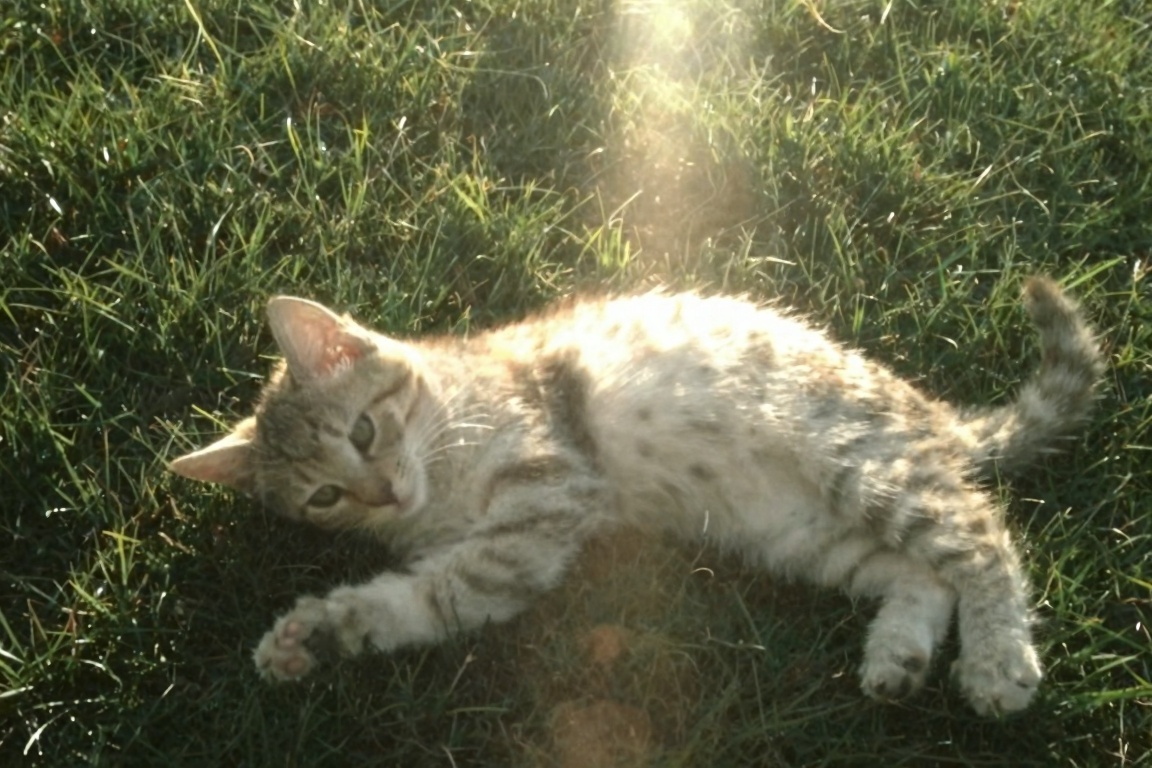 retrodigicam,  A dreamy digicam-style photo taken from above,  capturing a small cat resting on sunlit grass. nostalgic fe...