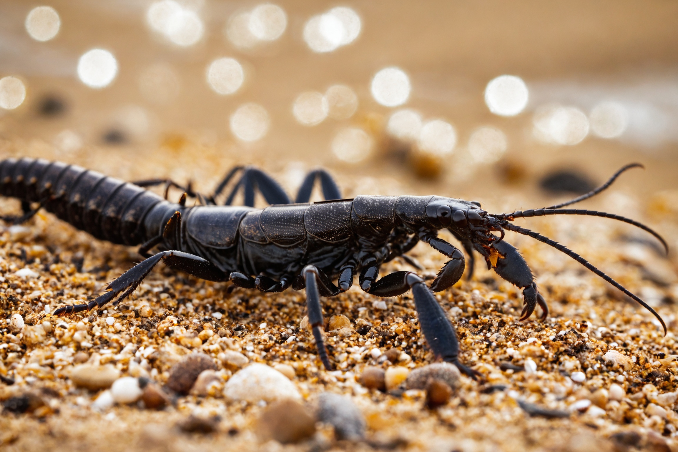 Macro photography,  close up shot of a Scorpion on the beach,  bokeh on Tensor.Art