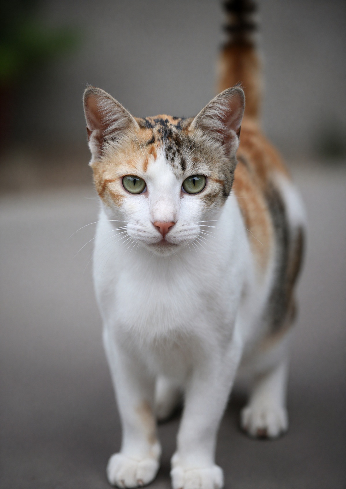 outdoor,  front view,  calico cat on Tensor.Art