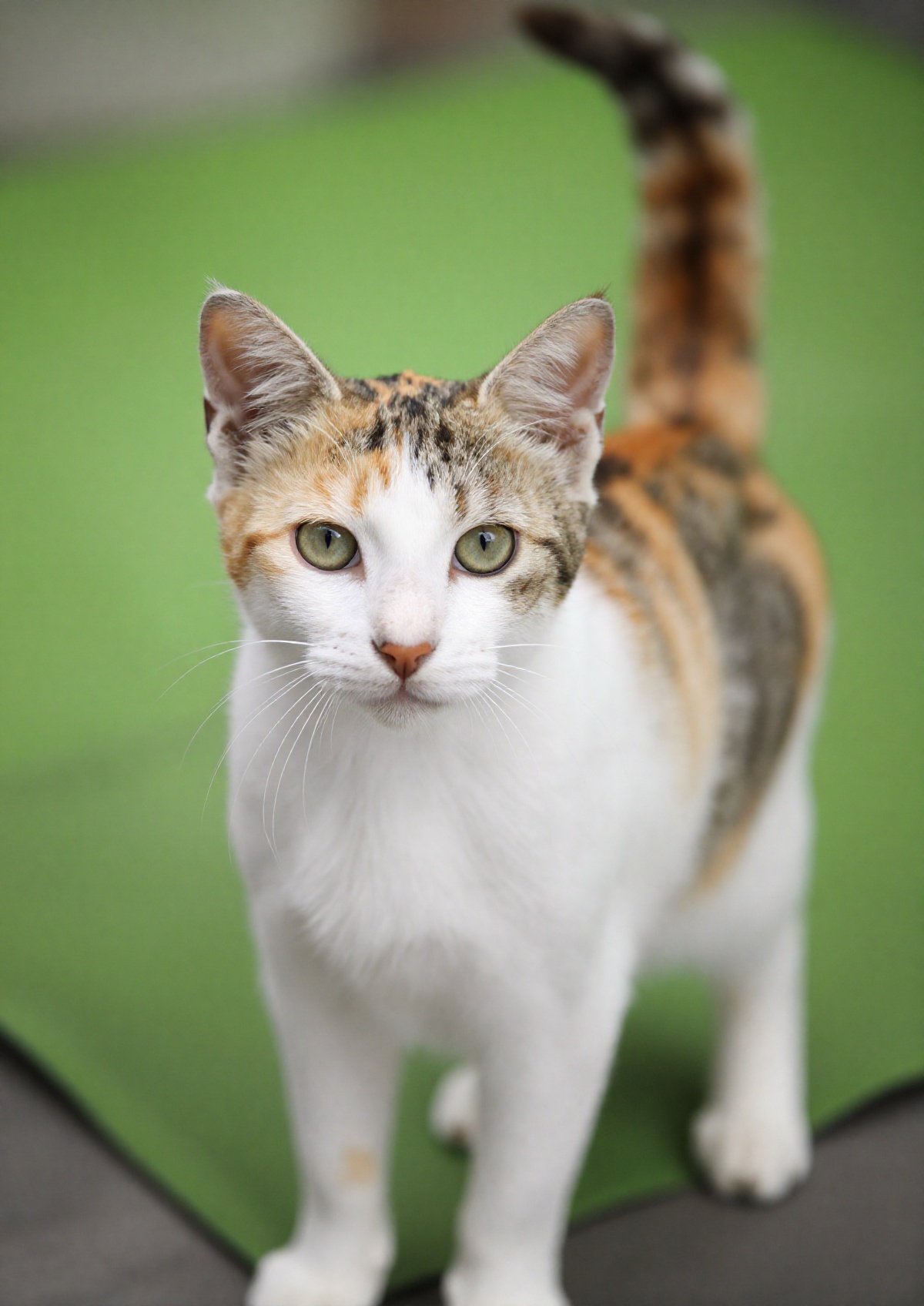 outdoor,  front view,  calico cat on Tensor.Art