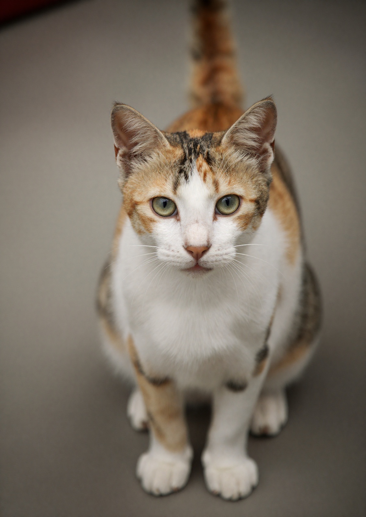 outdoor,  front view,  calico cat on Tensor.Art