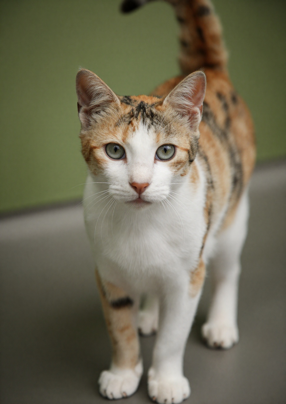 outdoor,  front view,  calico cat on Tensor.Art