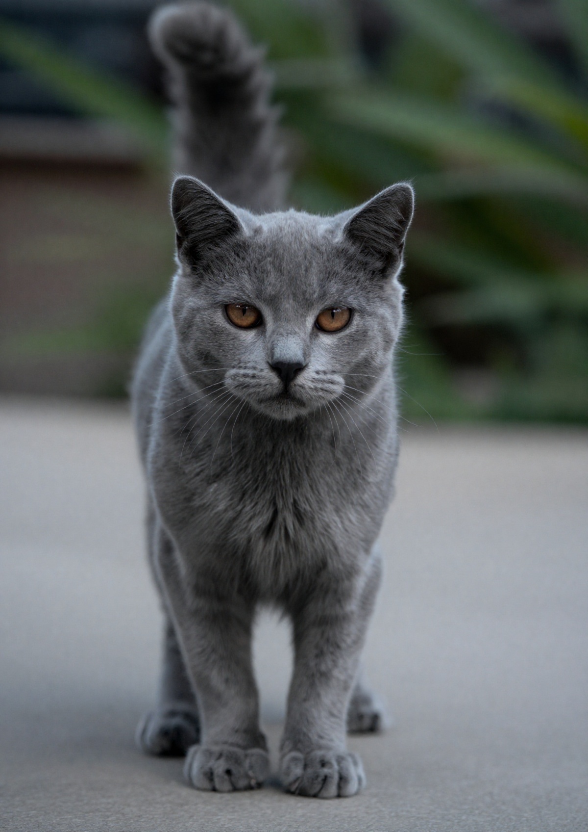 outdoor,  front view,  grey cat on Tensor.Art