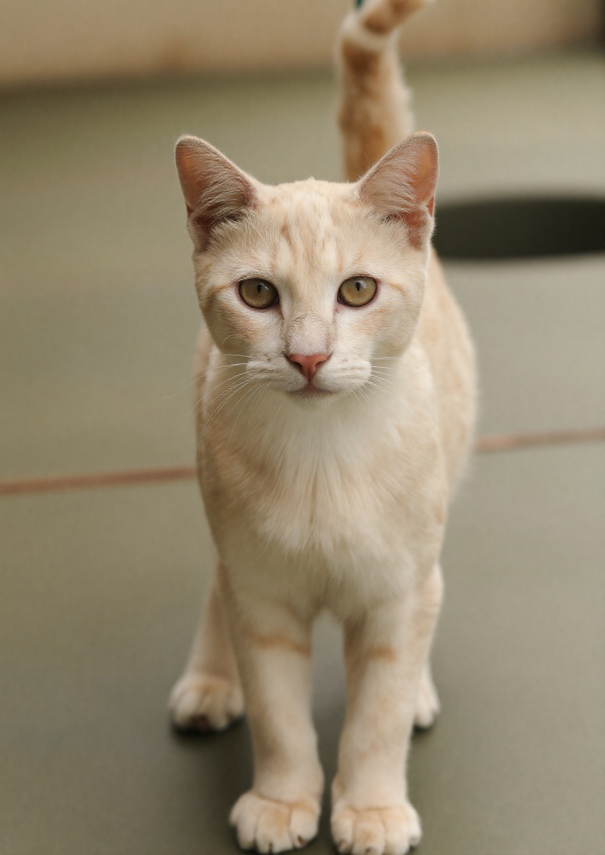 outdoor,  front view,  beige cat on Tensor.Art