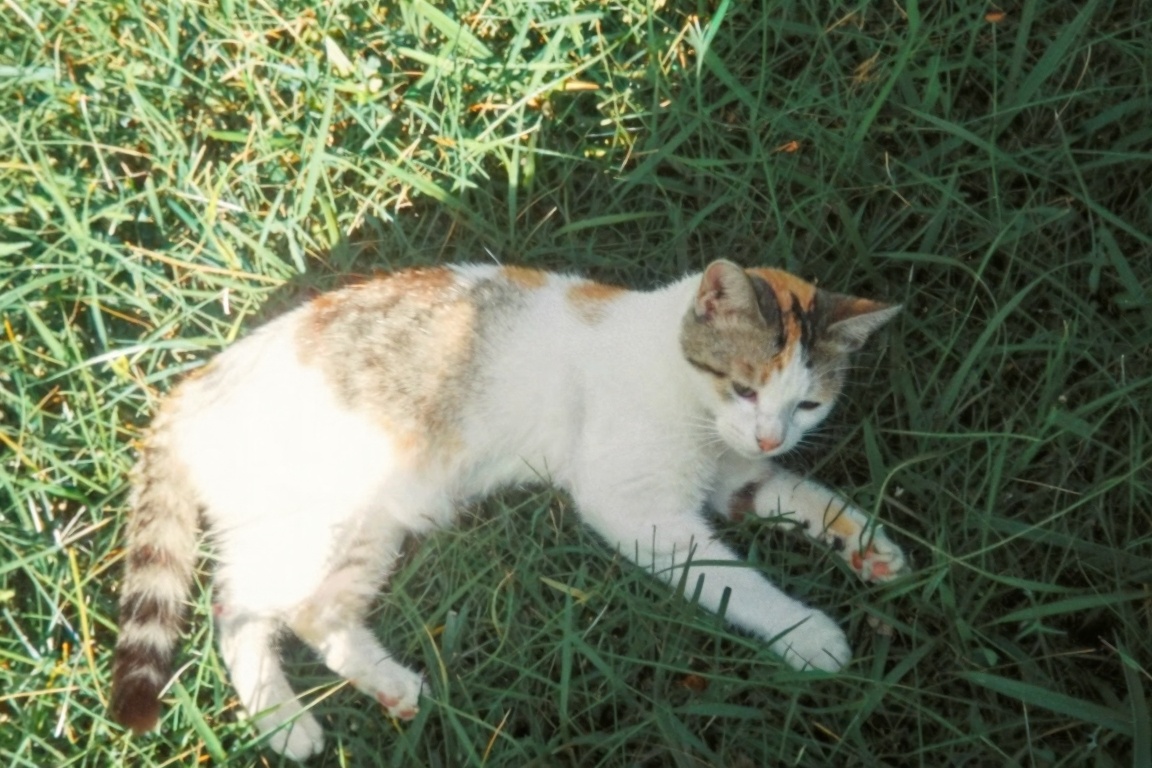 retrodigicam,  A dreamy digicam-style photo taken from above,  capturing a small cat resting on sunlit grass. nostalgic fe...