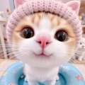 ai豆豆豆爸
