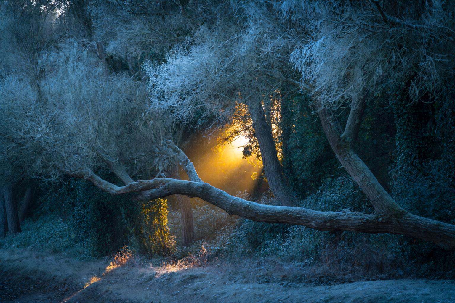 aurelmanea2q photography. A forest scene at dusk or dawn,  with a tree in the foreground that has fallen over,  creating a...