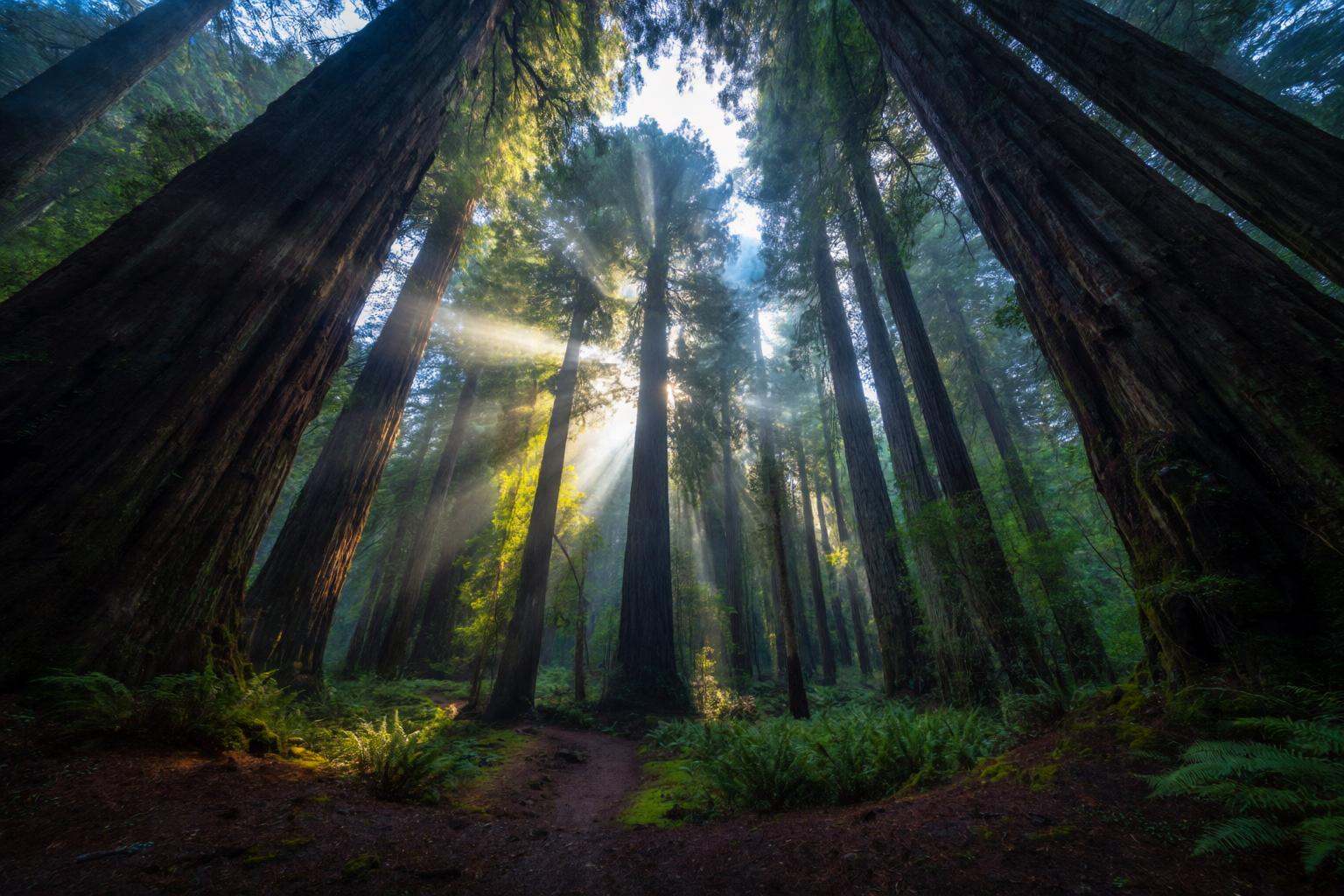 aurelmanea2q photography. An immersive and awe-inspiring forest landscape captured from the ground level within the Redwoo...