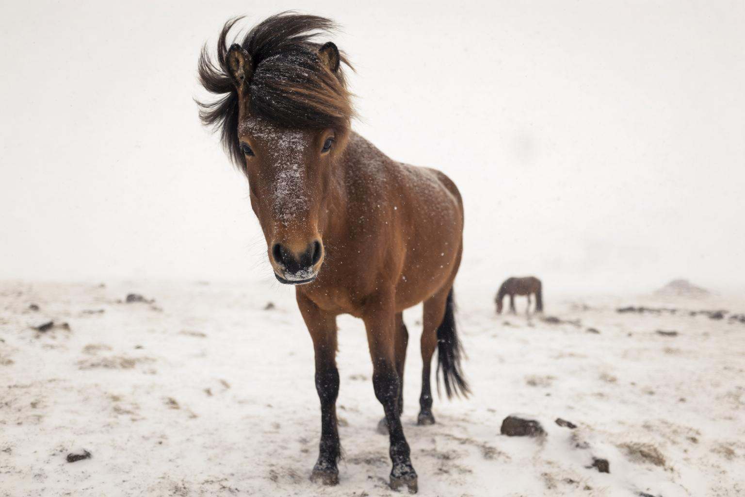 aurelmanea2q photography. A snowy landscape with two miniature horses. The foreground features a brown miniature horse wit...