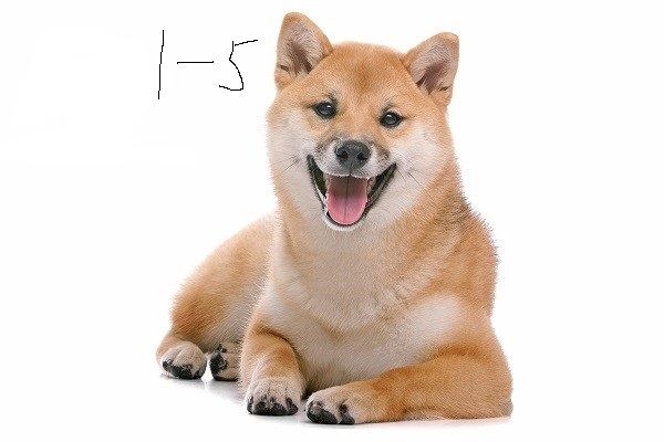 AI generated image on Tensor.Art