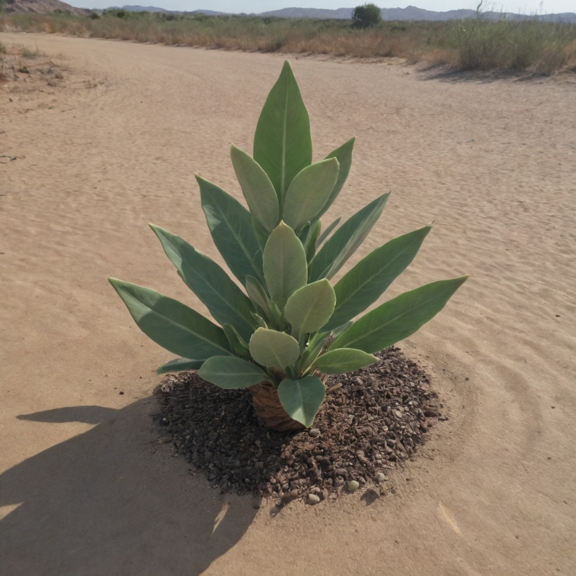 A prehistoric-looking Welwitschia plant thriving in the Namib Desert. Two broad,  ribbon-like leaves sprawl across the san...