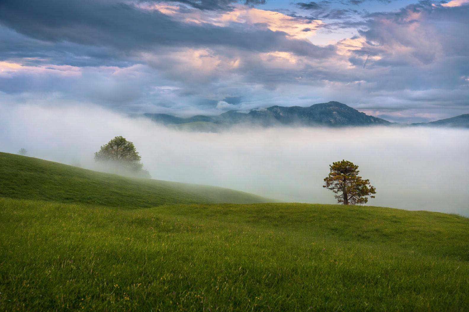 aurelmanea2q photography. A landscape with rolling green hills covered in lush grass. Two prominent trees are situated on...