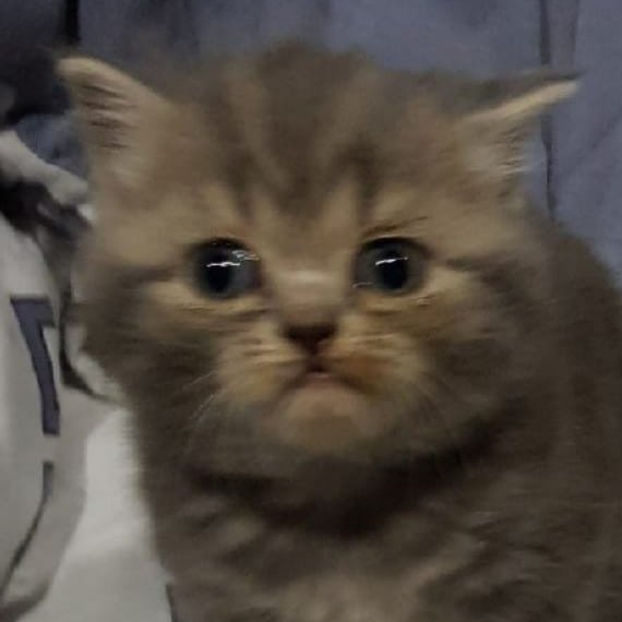 AI generated image on Tensor.Art
