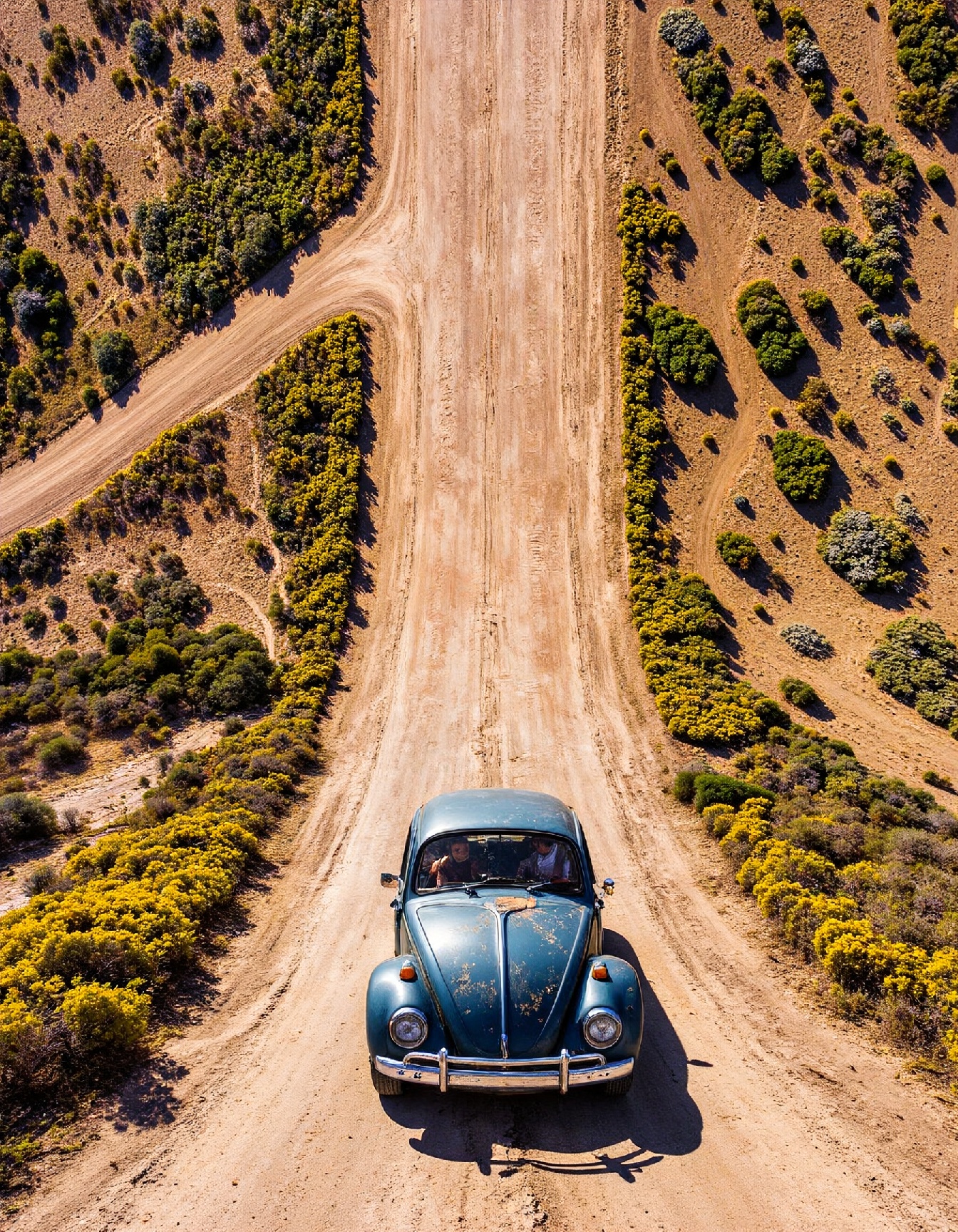 A vintage Volkswagen Beetle driving slowly down a dusty pathway lined with wildflowers in the South African desert. The su...