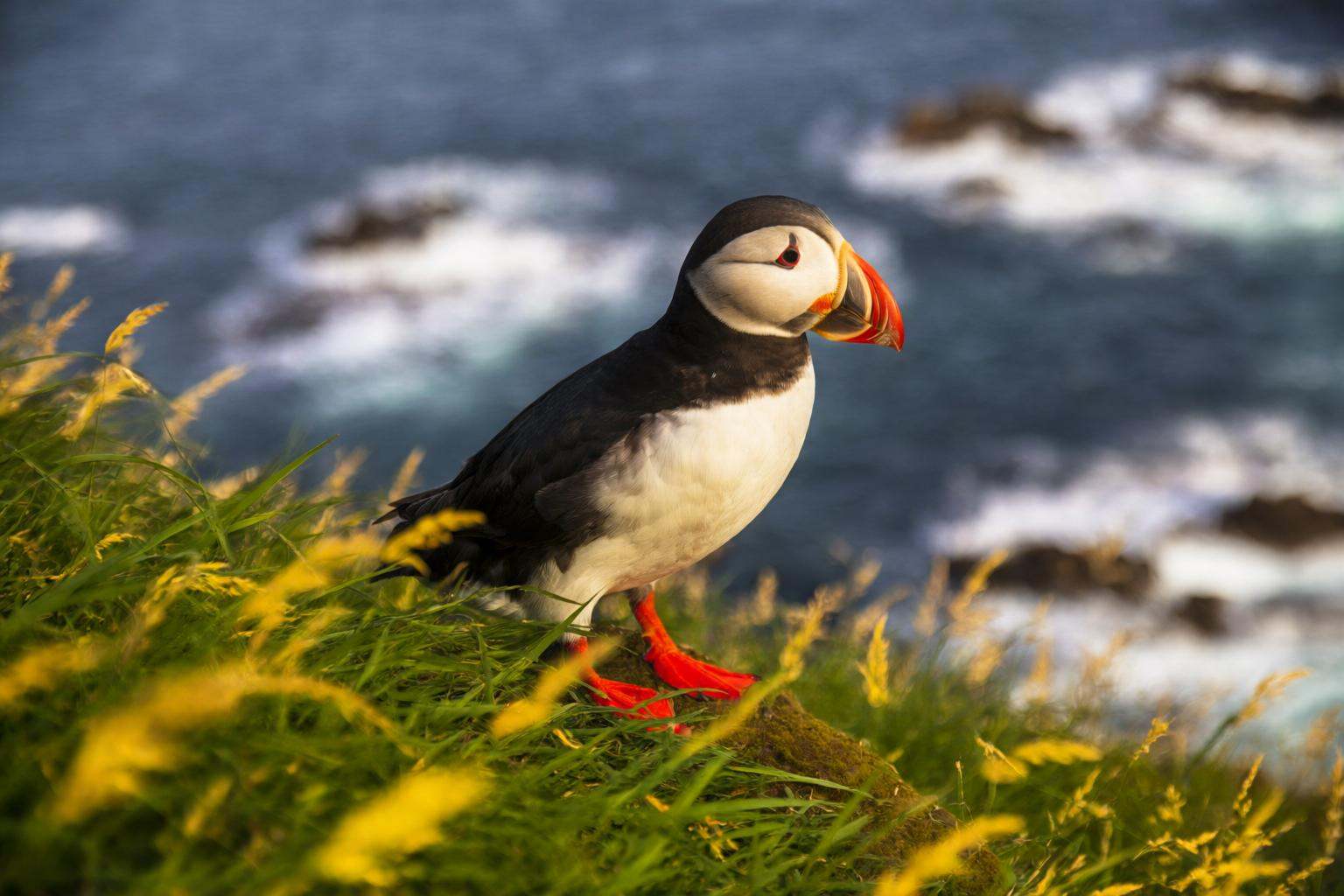 aurelmanea2q photography. A vibrant scene featuring a colorful Atlantic puffin perched on a grassy cliff overlooking the o...
