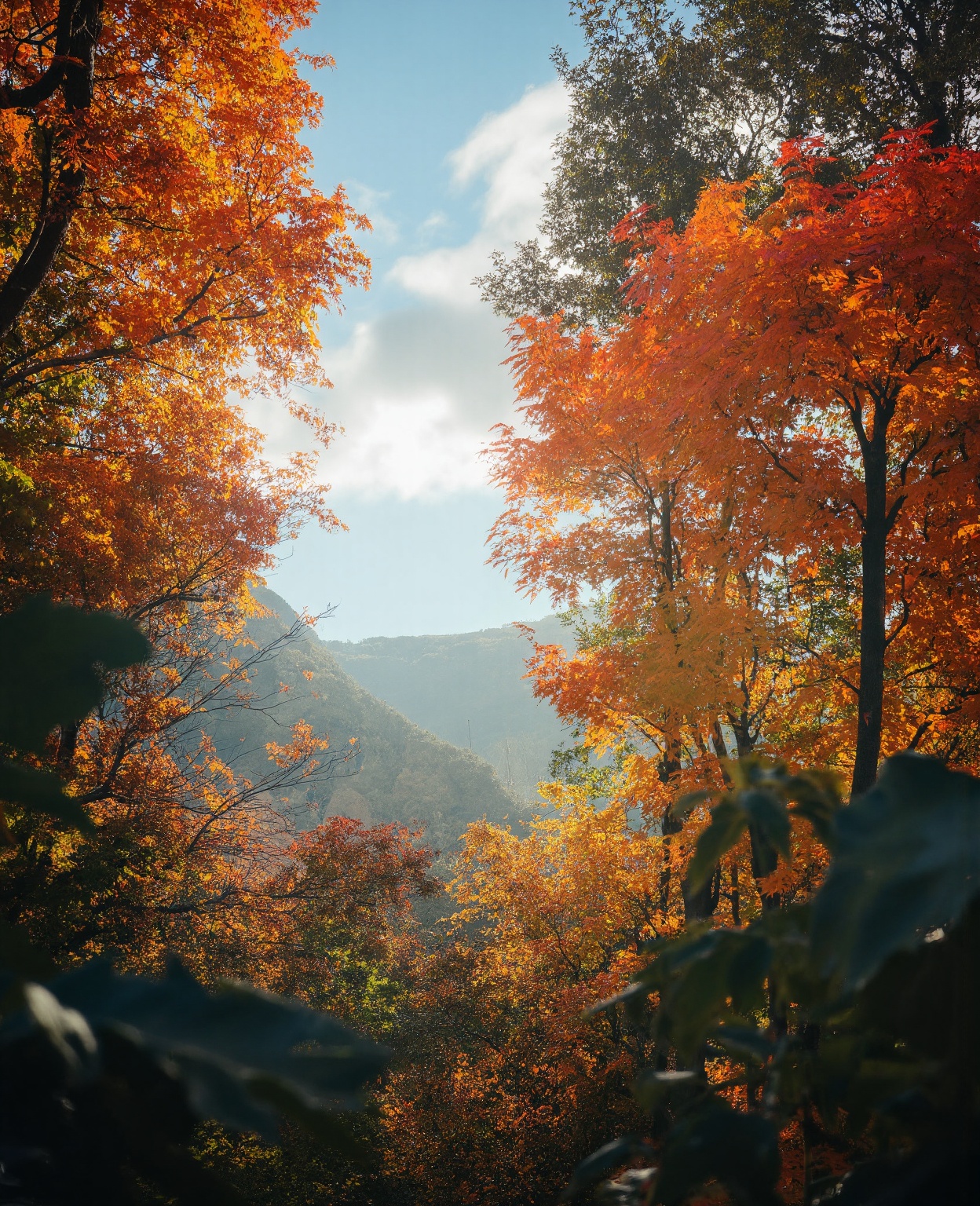 Wallpaper,  standing autumn,  maple leaves on Tensor.Art