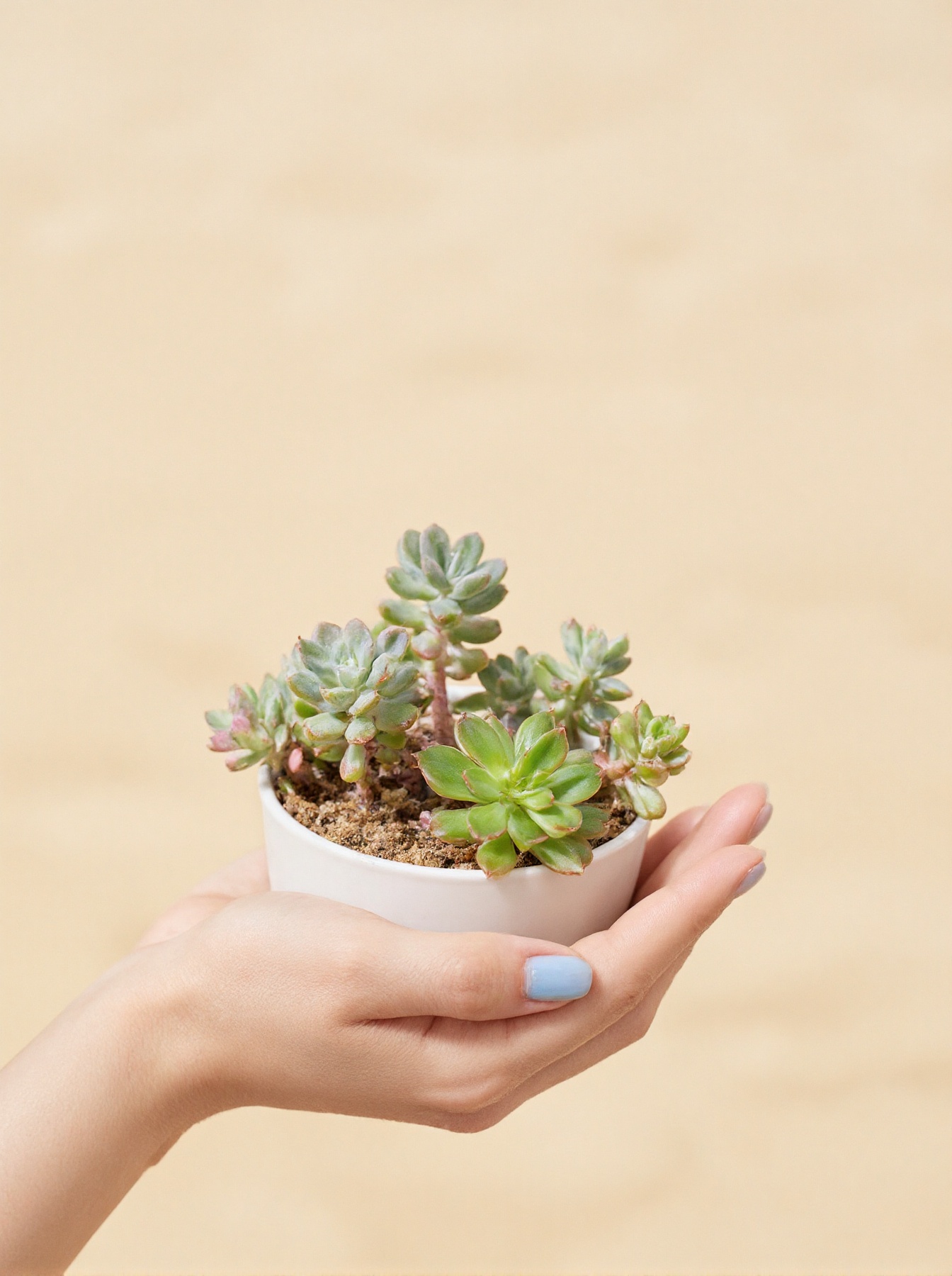 The image shows a hand in a delicate pose,  cradling a small,  potted succulent. The hand on Tensor.Art