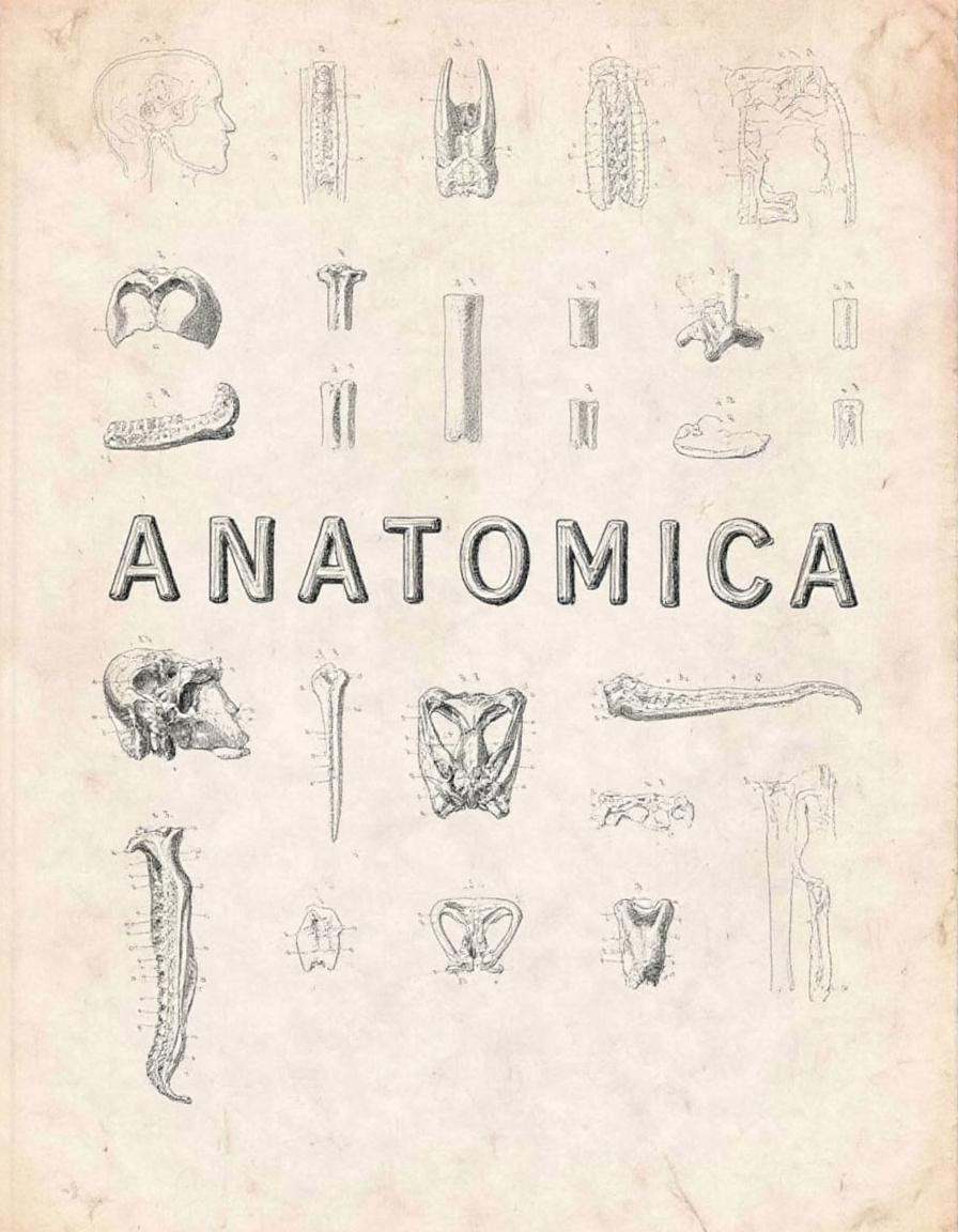 An old-style anatomy sketch that prominently displays the word "ANATOMICA". The letters are spelled out using organs,  mus...
