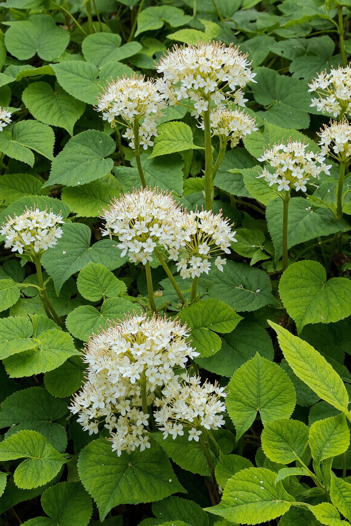 "Visualize delicate clusters of Foamflowers (Tiarella cordifolia) blooming above a carpet of heart-shaped,  deeply lobed g...