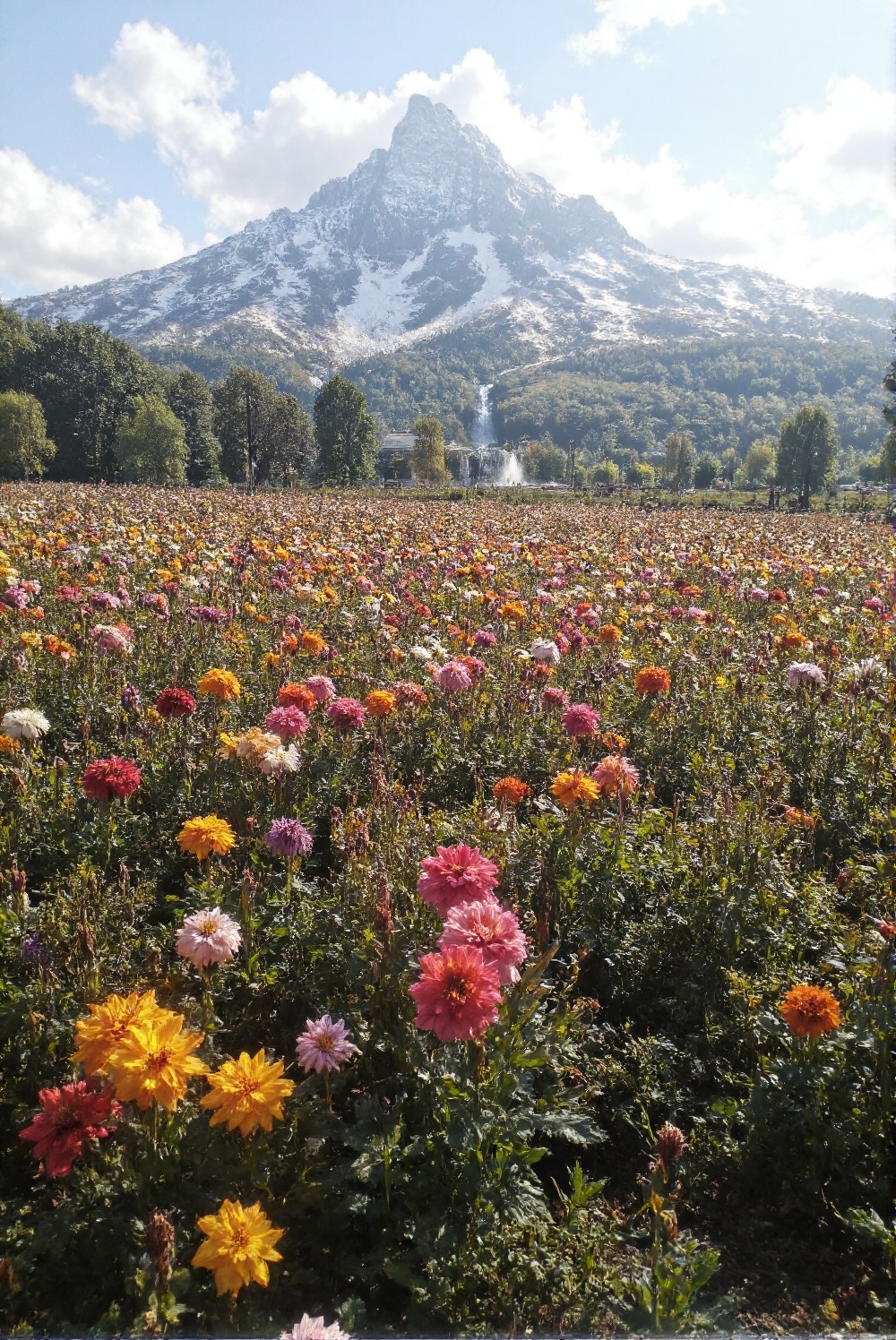A wide-angle shot showing a vibrant field of flowers with varied colors and textures. In the background,  a snow-capped mo...