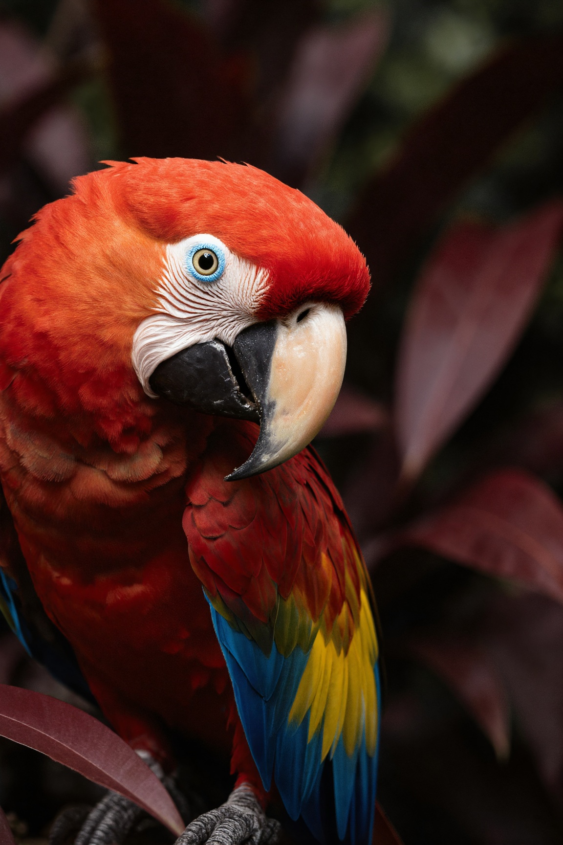 Extreme close-up of a scarlet macaw with vivid red,  yellow,  and blue feathers on Tensor.Art
