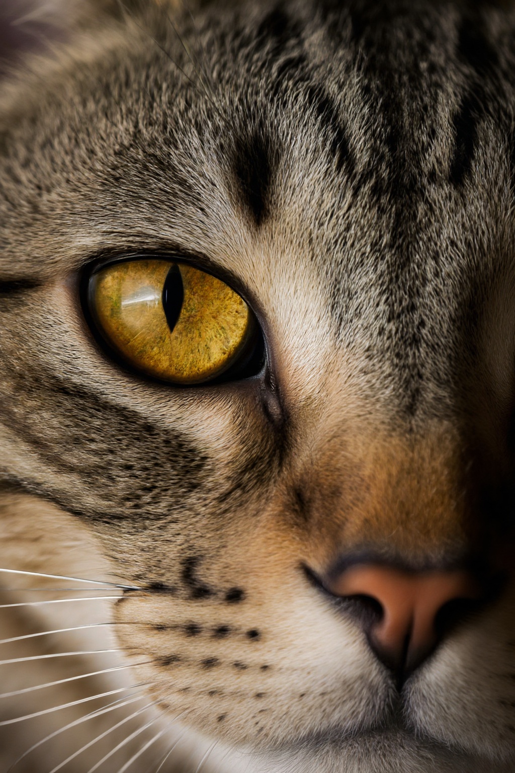 Ultra photoreal,  close-up of a cat's eyes,  high-definition image quality on Tensor.Art