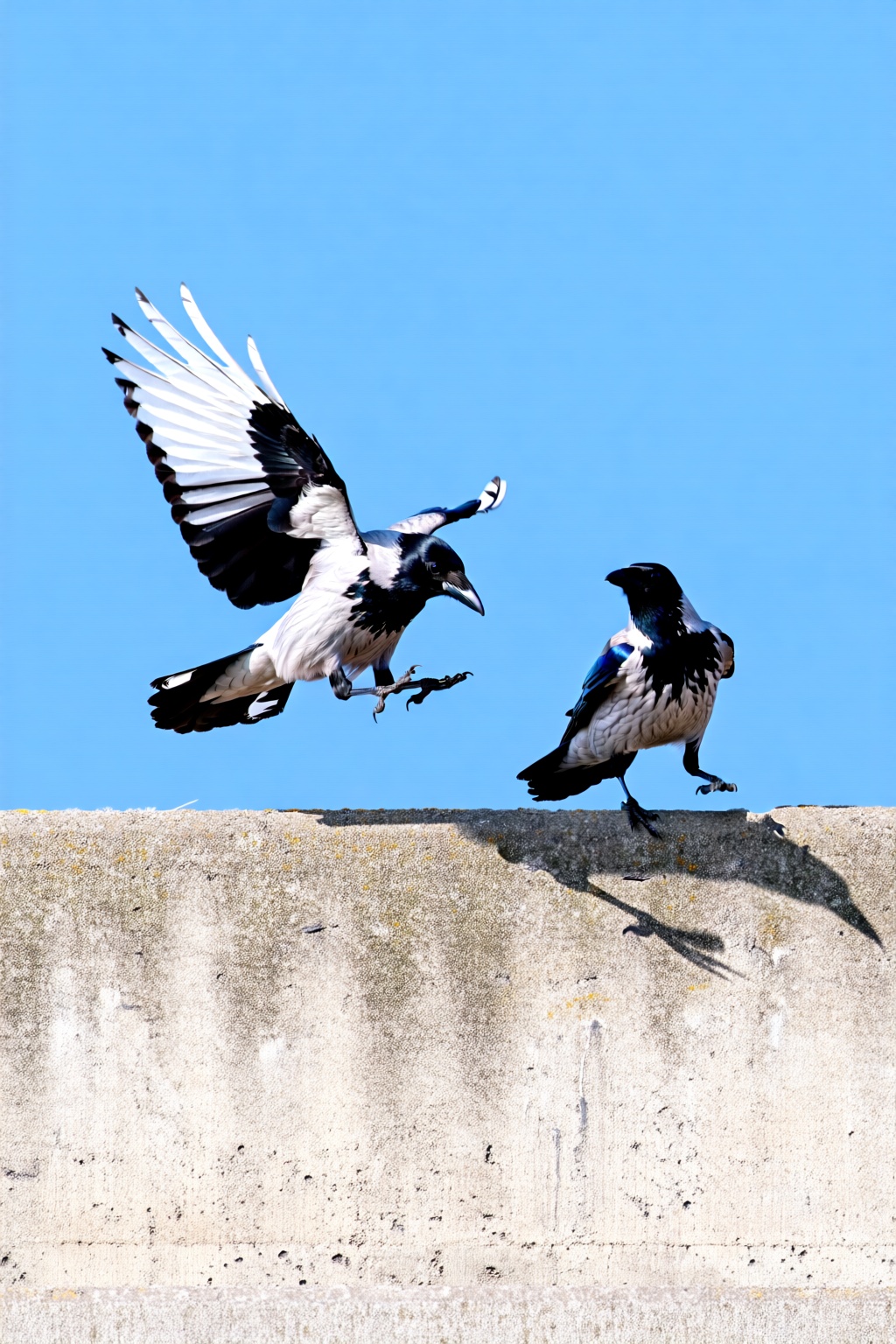 masterpiece,  Captured at eye-level on a sunny day two black and white birds are perched on a concrete ledge. The bird on...