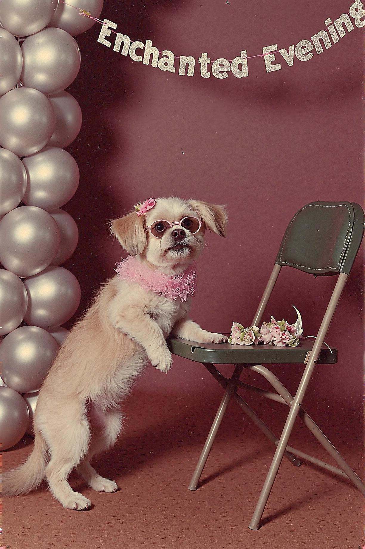 prom photo,  small nervous puppy wearing a tiny ruffled tuxedo shirt and oversized glasses,  sitting alone beside a corsag...
