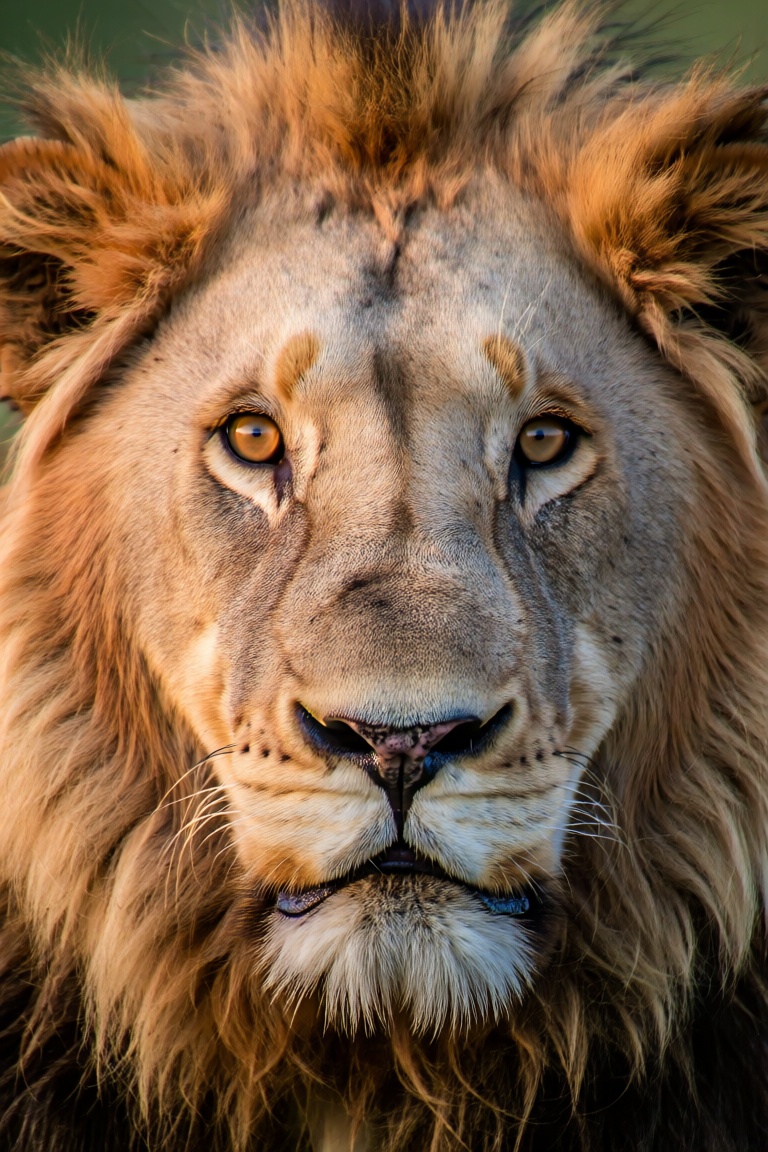 close up,  lion closeup on Tensor.Art