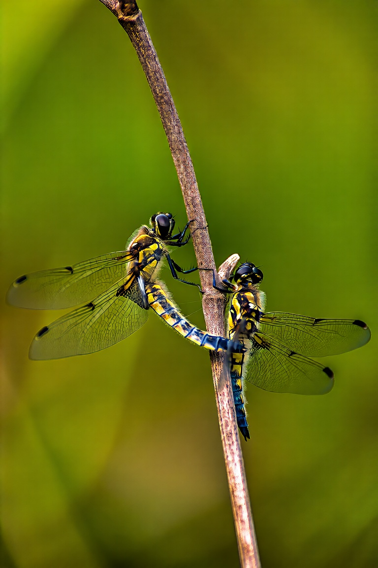 This is a close-up photograph of two dragonflies perched on a thin brown textured branch. The dragonflies have transparent...