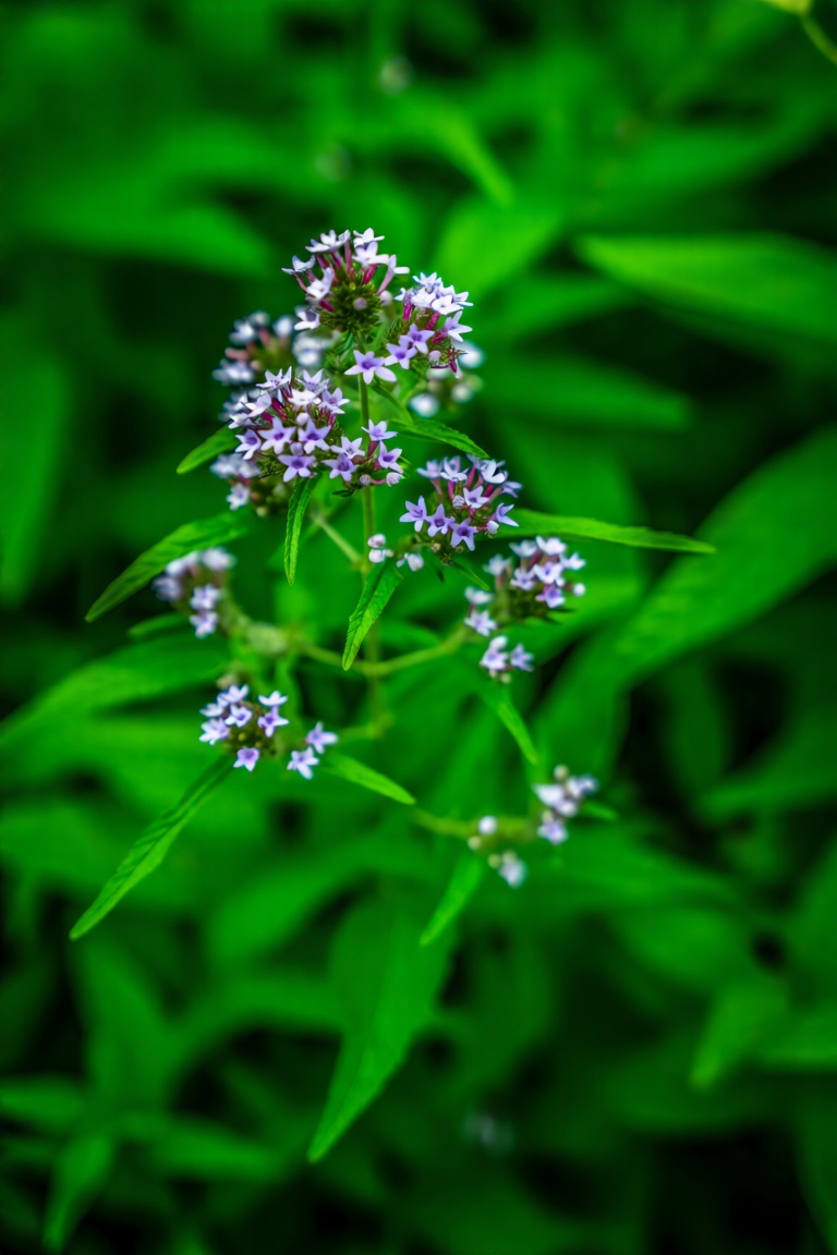 Photograph of a dense cluster of small delicate flowers with clusters of tiny purple and white petals forming star-like sh...