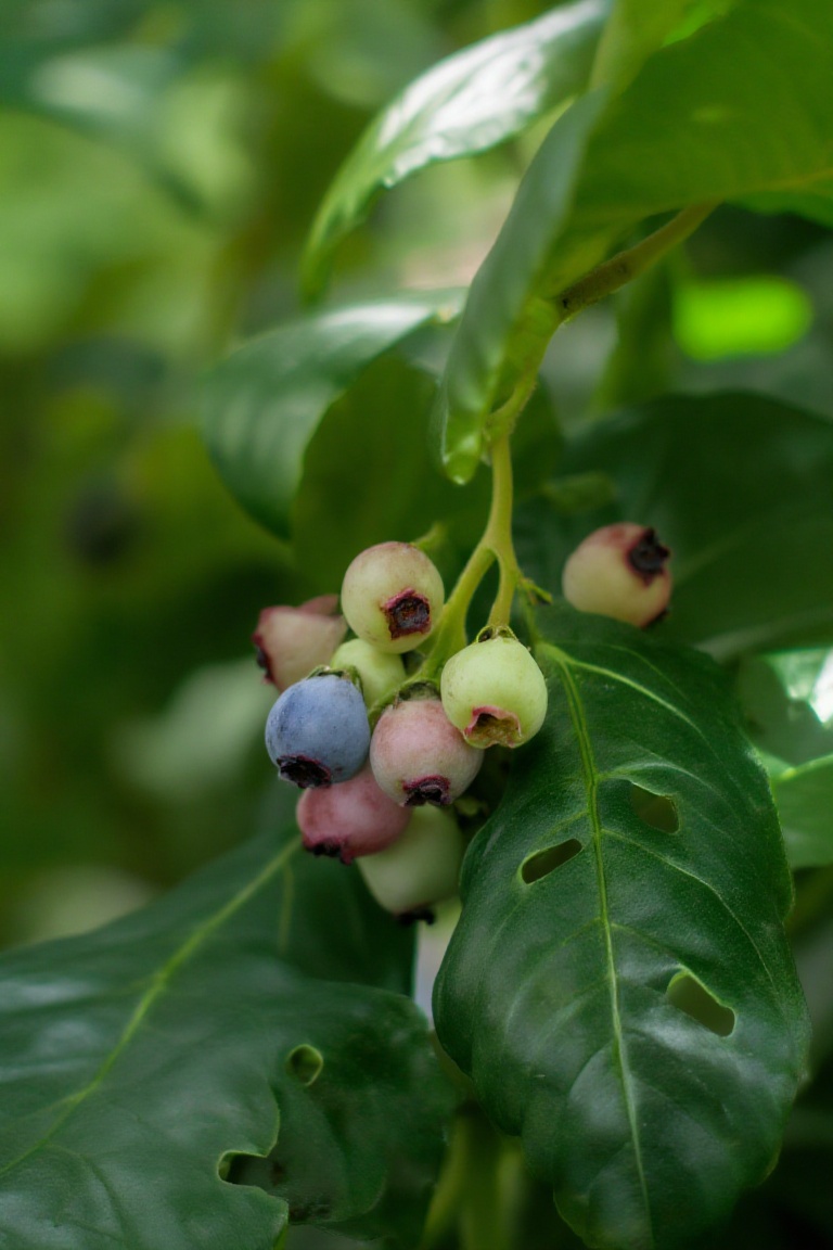 Photograph of a cluster of blueberries in a natural setting. The berries varying in shades from pale green to deep blue ar...