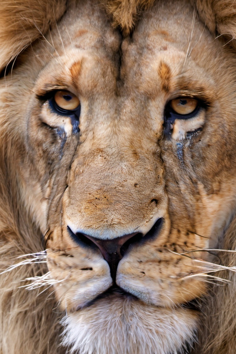close up,  lion closeup on Tensor.Art