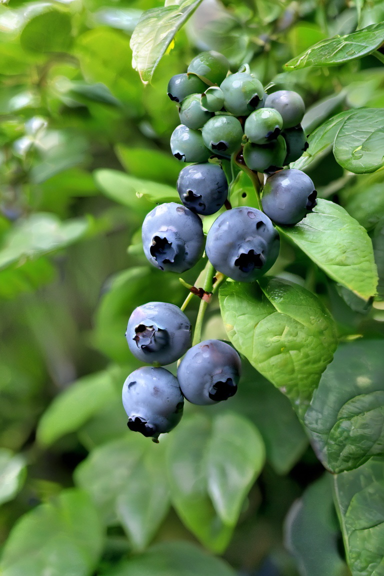 Photograph of a cluster of blueberries in a natural setting. The berries varying in shades from pale green to deep blue ar...