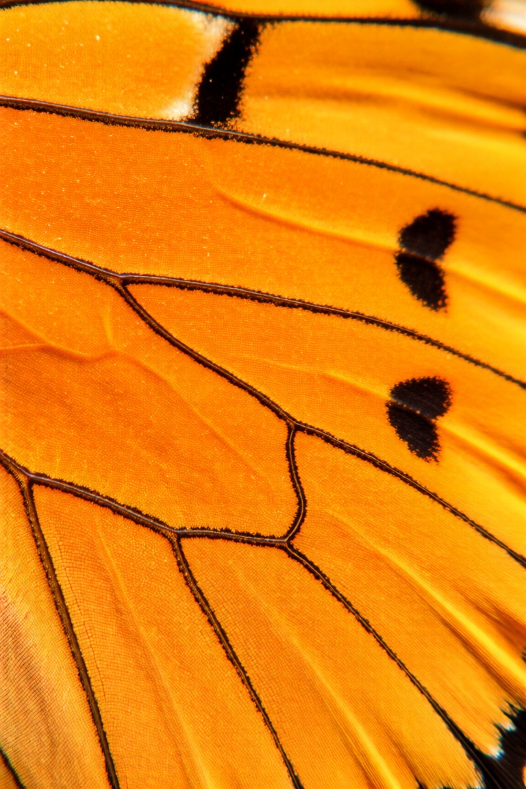 masterpiece,  under the macro lens,  the scales on butterfly wings are intertwined on Tensor.Art