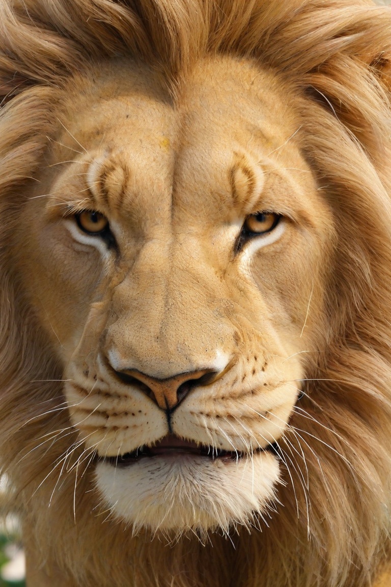 close up,  lion closeup on Tensor.Art