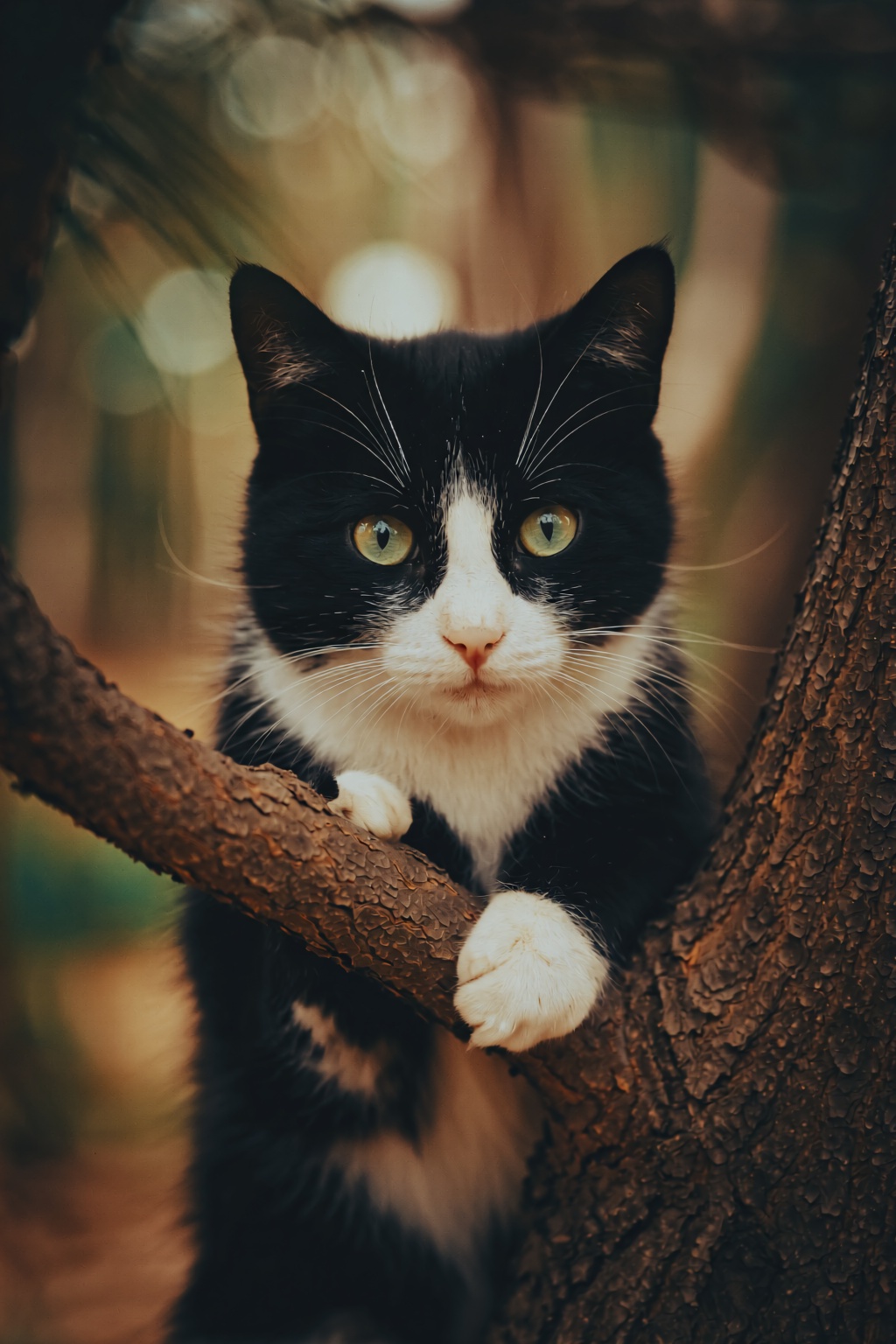Photograph of Berkeley Cat,  a black and white cat with green eyes,  climbing a tree. The cat is positioned in the center...