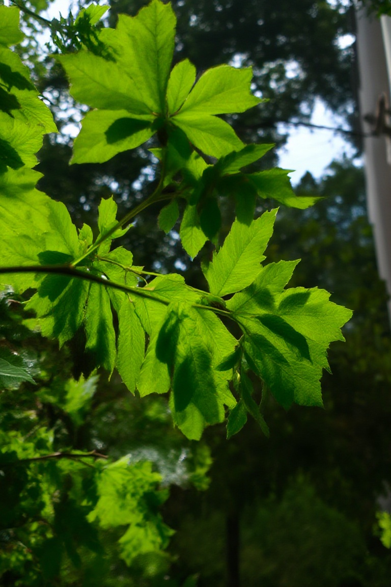 Light and shadow,  This image captures a vibrant scene of lush green foliage likely taken from a low angle looking upwards...