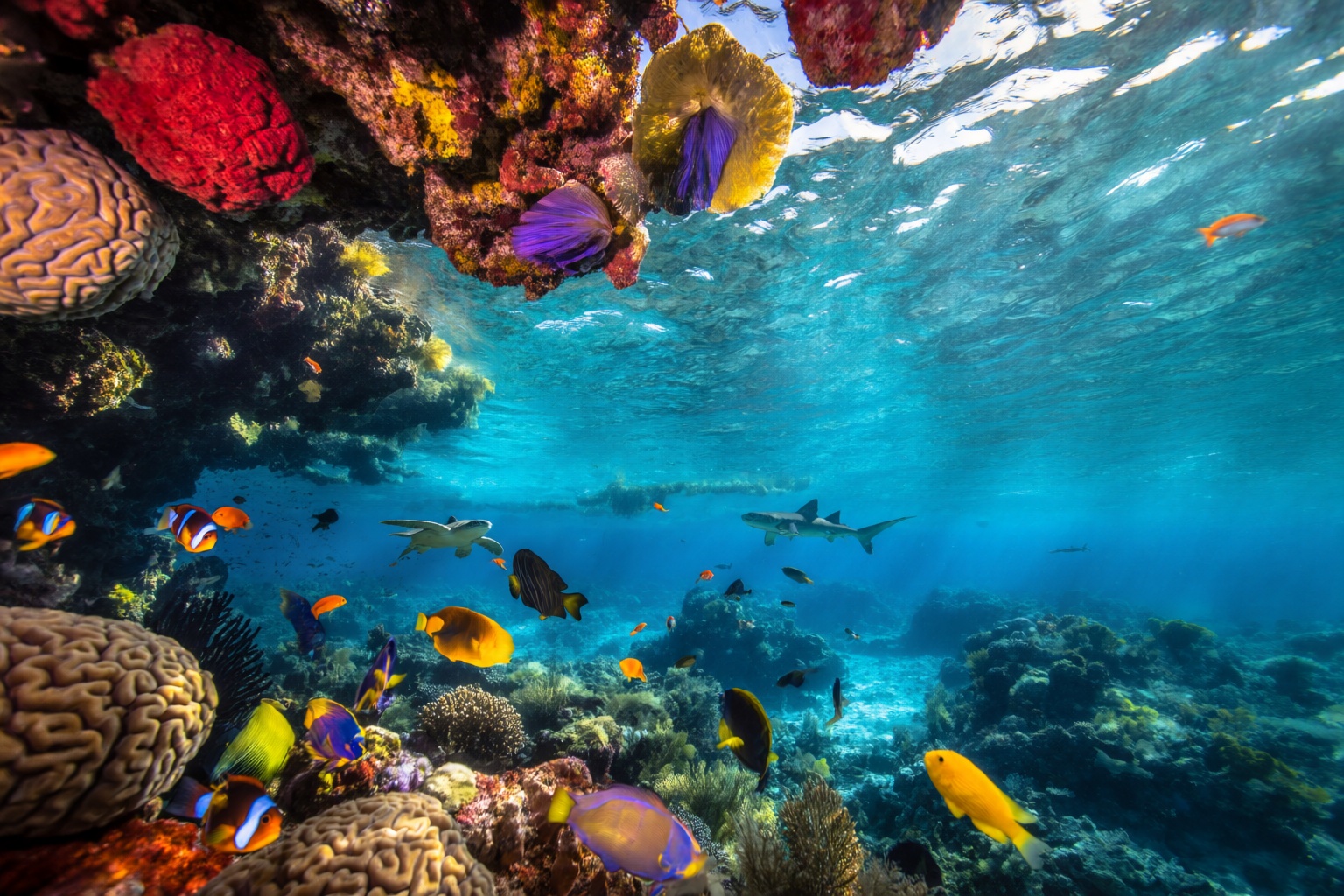 aurelmanea2q photography. An incredibly vibrant and dynamic underwater landscape scene capturing the immense biodiversity...