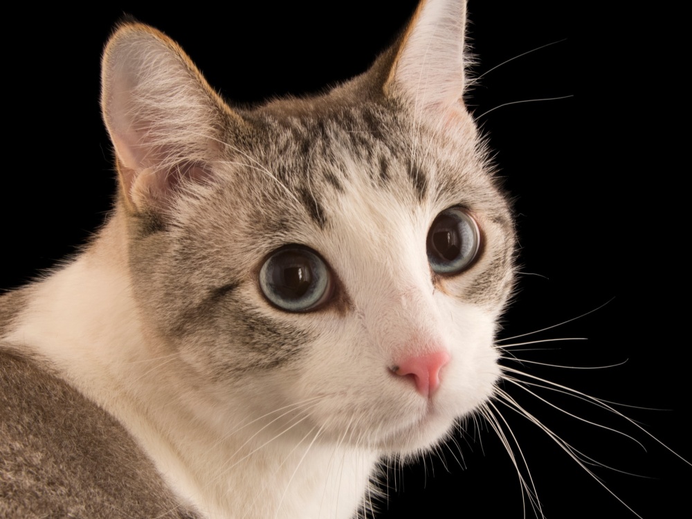 AI generated image